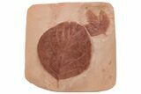 Two Red Fossil Leaves (Platanus & Unidentified) - Montana #212454-2